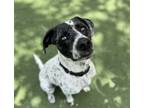 Adopt Odis a German Shorthaired Pointer, Catahoula Leopard Dog