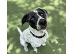 Adopt Odis a Catahoula Leopard Dog, Pointer