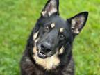 Adopt KENAI a German Shepherd Dog