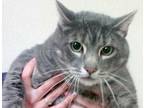 Adopt Chad a Domestic Short Hair