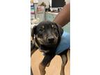Adopt Butterball a Cattle Dog, Mixed Breed