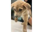 Adopt Billy The Kid a Cattle Dog, Mixed Breed