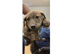 Adopt Arbys a Cattle Dog, Mixed Breed