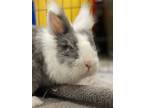 Adopt Sake a Bunny Rabbit