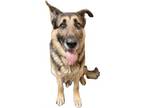 Adopt Sheldon a German Shepherd Dog, Mixed Breed
