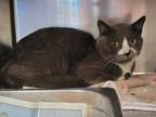Adopt SNEAKERS a Domestic Short Hair