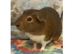 Adopt Sven a Guinea Pig