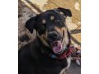 Adopt Tchoupi a Rottweiler, Shepherd