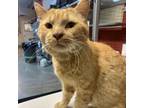 Adopt Pikachu a Domestic Short Hair