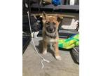 Adopt Hodge a German Shepherd Dog, Akita