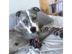 Adopt Cereal a Pit Bull Terrier, Catahoula Leopard Dog