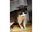 Adopt 55648567 a Domestic Medium Hair, Domestic Short Hair