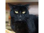 Adopt Kole a Domestic Short Hair