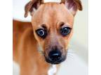 Adopt Scrappy a Mixed Breed