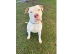 Adopt CHEVY a Pit Bull Terrier