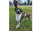 Adopt EZEKIAL a American Staffordshire Terrier, Mixed Breed