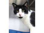 Adopt Hercules a Domestic Short Hair