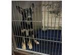 Adopt Dylan -adoption pending a German Shepherd Dog