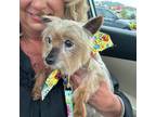 Adopt Boot a Yorkshire Terrier