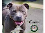 Adopt 24-04-1133 Grover a Pit Bull Terrier