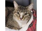 Adopt Gray a Domestic Short Hair