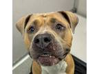 Adopt Rizzo a Pit Bull Terrier