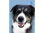 Adopt Koda a Great Pyrenees, Mixed Breed