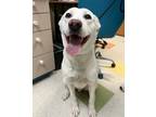 Adopt Frankie a Labrador Retriever