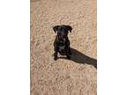 Adopt Dominic a Black Labrador Retriever