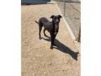 Adopt Hobbs a Black Labrador Retriever