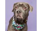 Adopt Larkspur a Pit Bull Terrier, Mixed Breed