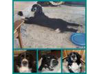 Adopt Bernie a Bernese Mountain Dog, Border Collie