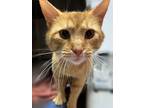 Adopt Tyson a Domestic Short Hair