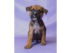 Adopt Fargo a Boxer, Mixed Breed