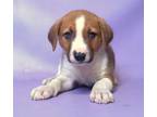 Adopt Xander a Beagle, Mixed Breed