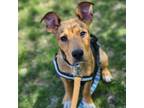 Adopt Bubsy a Mixed Breed