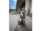 Adopt Buck a Pit Bull Terrier, Mixed Breed