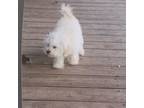 Maltipoo