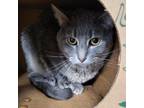 Adopt Revan a American Shorthair