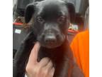 Adopt Randy (foster) a Labrador Retriever
