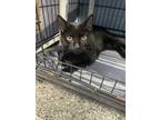 Adopt Mitch a Domestic Short Hair