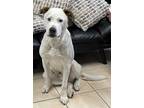 Adopt Ace a Great Pyrenees, Pit Bull Terrier