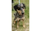 Adopt Austin (HW-) a Catahoula Leopard Dog, Mixed Breed