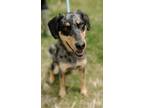 Adopt Austin (NOT AVAILABLE UNTIL 4/18) a Catahoula Leopard Dog, Mixed Breed