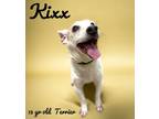 Adopt Kixx a Terrier