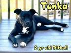 Adopt Tonka a Pit Bull Terrier