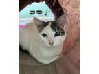 Adopt Marlo a Domestic Short Hair