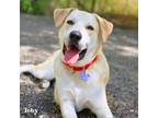 Adopt Toby a Mixed Breed