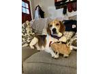 Adopt Tucker a Beagle