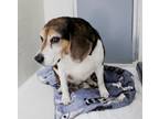 Adopt 42860 - Buddy a Beagle